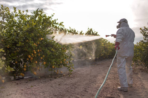 Best Termite Control Services  in Phoenix, OR